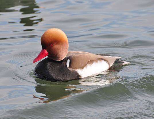 Picture of a red-crested pochard (Netta rufina)