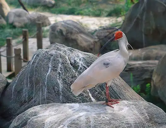 Picture of a asian crested ibis (Nipponia nippon)