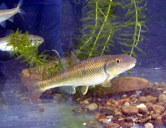 Picture of a river chub (Nocomis micropogon)