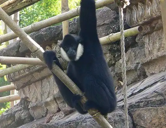 Picture of a black crested gibbon (Nomascus concolor)