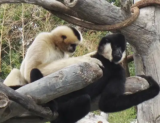 Picture of a northern white-cheeked gibbon (Nomascus leucogenys)
