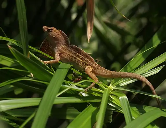 Picture of a cuban brown anole (Norops sagrei)