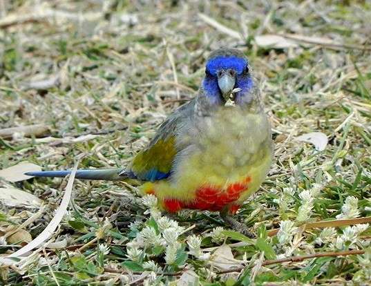 Picture of a bluebonnet (Northiella haematogaster)