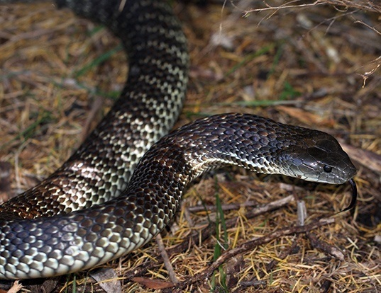Picture of a mainland island snake (Notechis scutatus)