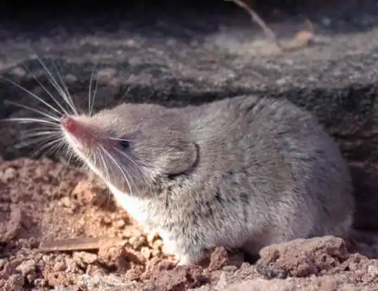 Picture of a desert shrew (Notiosorex crawfordi)