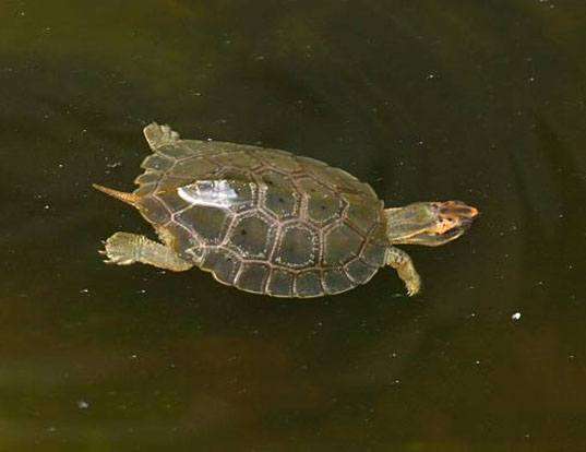 Picture of a malayan flatshell turtle (Notochelys platynota)