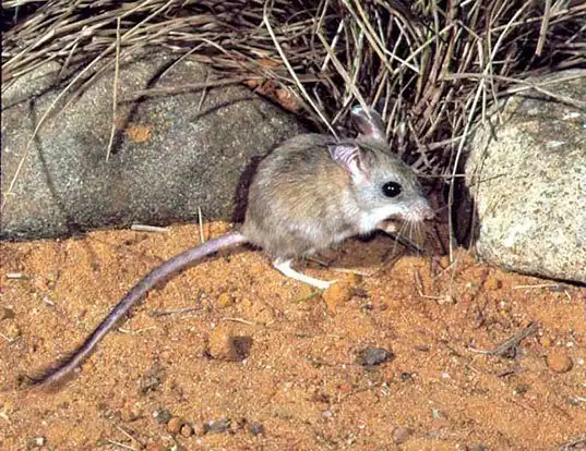 Picture of a mitchell's hopping mouse (Notomys mitchellii)