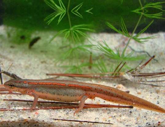 Picture of a striped newt (Notophthalmus perstriatus)