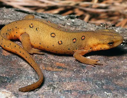 Picture of a eastern newt (Notophthalmus viridescens)