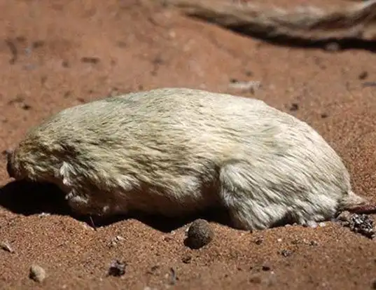 Picture of a southern marsupial mole (Notoryctes typhlops)