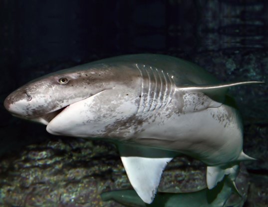 Picture of a broadnose sevengill shark (Notorynchus cepedianus)