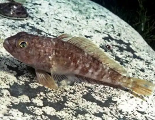 Picture of a marbled rockcod (Notothenia rossii)