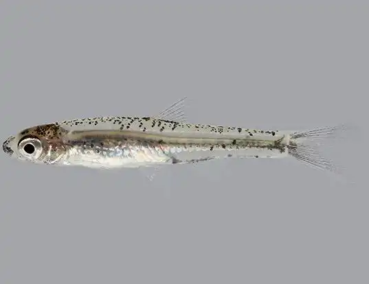 Picture of a peppered shiner (Notropis perpallidus)
