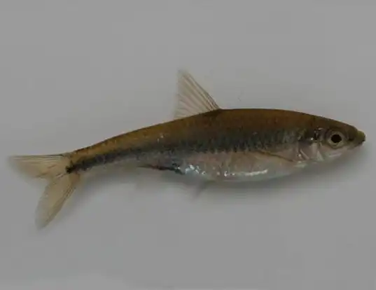 Picture of a coastal shiner (Notropis petersoni)