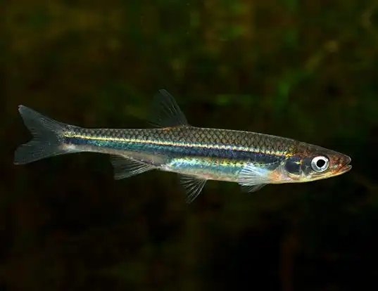 Picture of a rosyface shiner (Notropis rubellus)