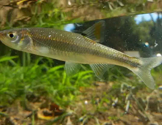 Picture of a roughhead shiner (Notropis semperasper)