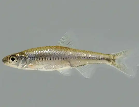 Picture of a sand shiner (Notropis stramineus)
