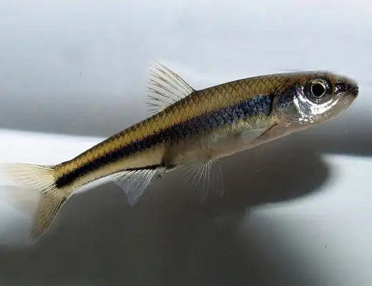 Picture of a weed shiner (Notropis texanus)