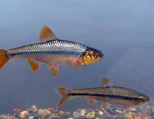 Picture of a topeka shiner (Notropis topeka)