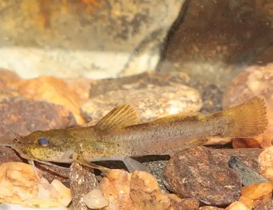 Picture of a mountain madtom (Noturus eleutherus)