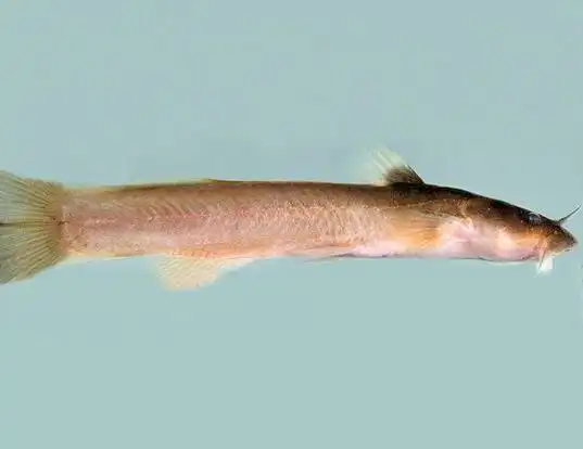 Picture of a orangefin madtom (Noturus gilberti)