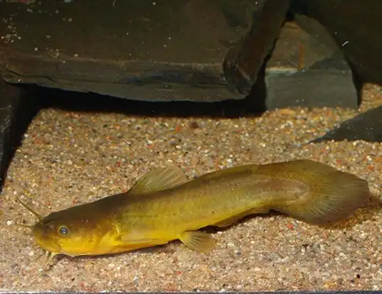 Picture of a tadpole madtom (Noturus gyrinus)
