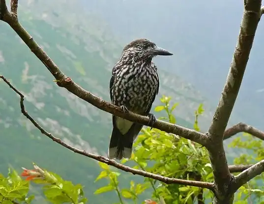 Picture of a spotted nutcracker (Nucifraga caryocatactes)