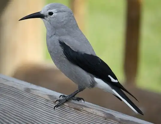 Picture of a clark's nutcracker (Nucifraga columbiana)