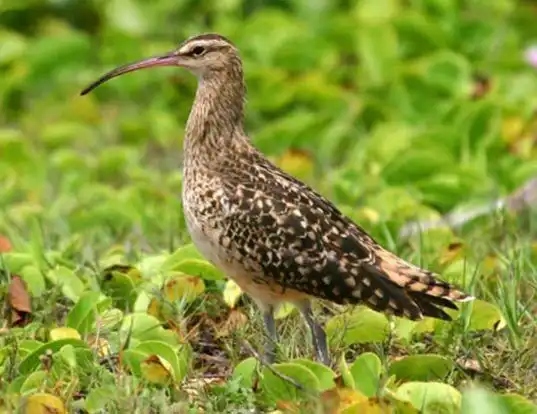 Picture of a bristle-thighed curlew (Numenius tahitiensis)