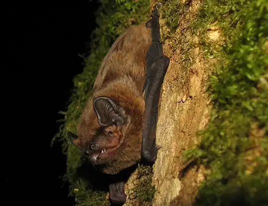 Picture of a lesser noctule (Nyctalus leisleri)
