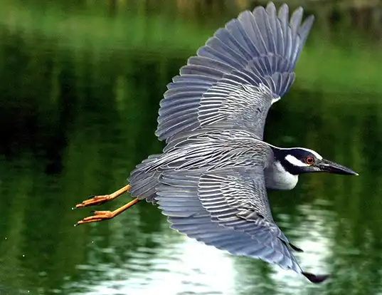 Picture of a yellow-crowned night heron (Nyctanassa violacea)