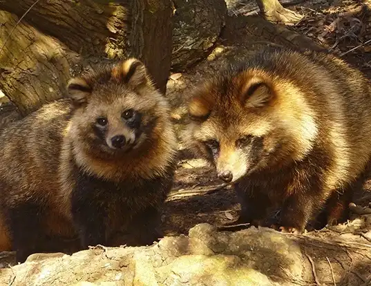 Picture of a raccoon dog (Nyctereutes procyonoides)
