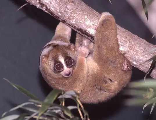 Picture of a greater slow loris (Nycticebus coucang)