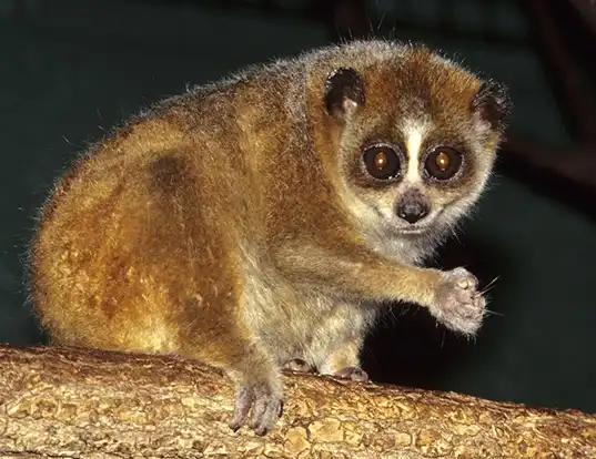 Picture of a pygmy slow loris (Nycticebus pygmaeus)