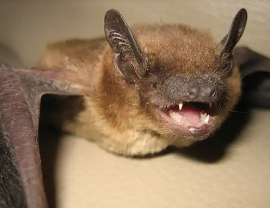 Picture of a evening bat (Nycticeius humeralis)