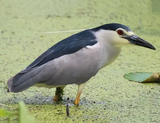 Picture of a black-crowned night heron (Nycticorax nycticorax)
