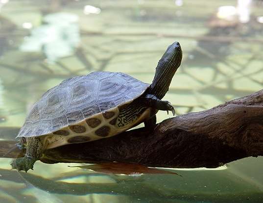 Picture of a chinese stripe-necked turtle (Ocadia sinensis)