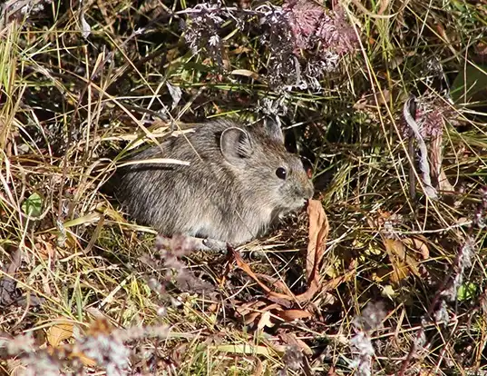 Picture of a gray pika (Ochotona cansus)