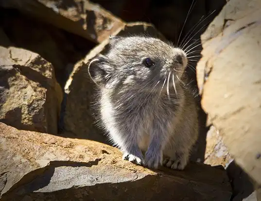 Picture of a collared pika (Ochotona collaris)