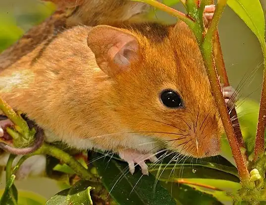 Picture of a golden mouse (Ochrotomys nuttalli)