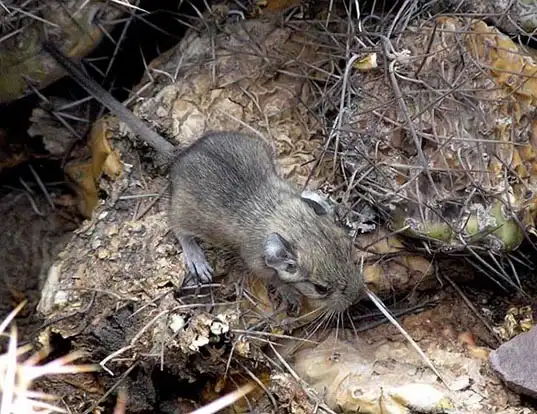 Picture of a mountain degu (Octodontomys gliroides)