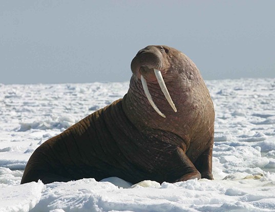 Picture of a walrus (Odobenus rosmarus)
