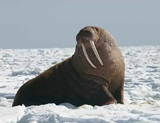 Picture of a walrus (Odobenus rosmarus)