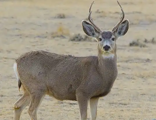 Picture of a mule deer (Odocoileus hemionus)