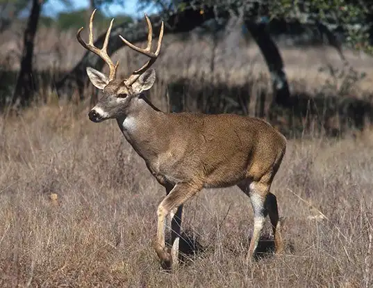 Picture of a white-tailed deer (Odocoileus virginianus)
