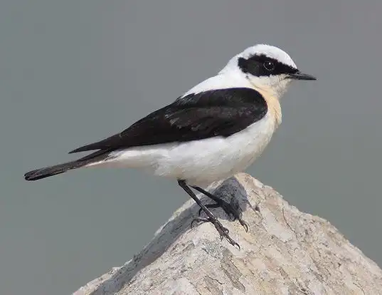 Picture of a black-eared wheatear (Oenanthe hispanica)