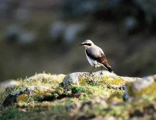 Picture of a northern wheatear (Oenanthe oenanthe)