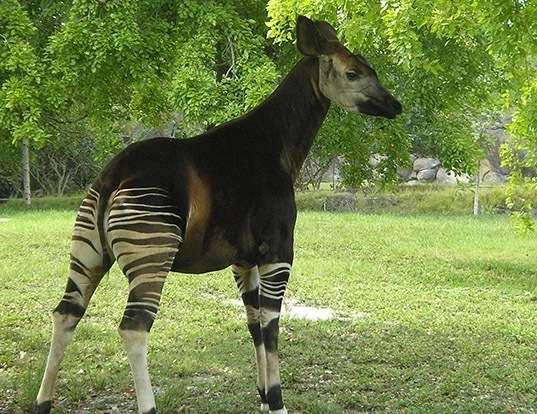 Picture of a okapi (Okapia johnstoni)