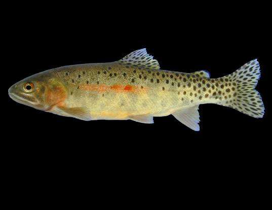 Picture of a cutthroat trout (Oncorhynchus clarkii)