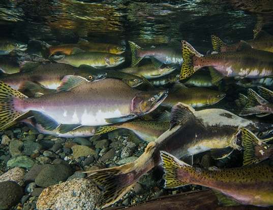 Picture of a pink salmon (Oncorhynchus gorbuscha)